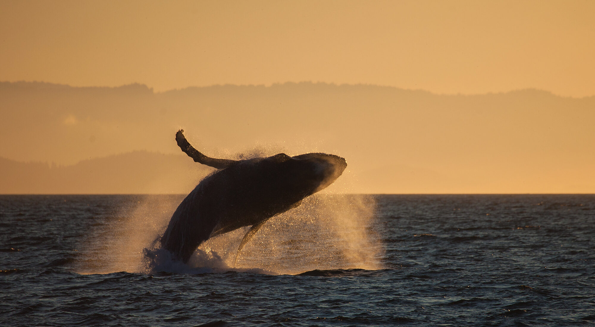 Whale jumping out of the water